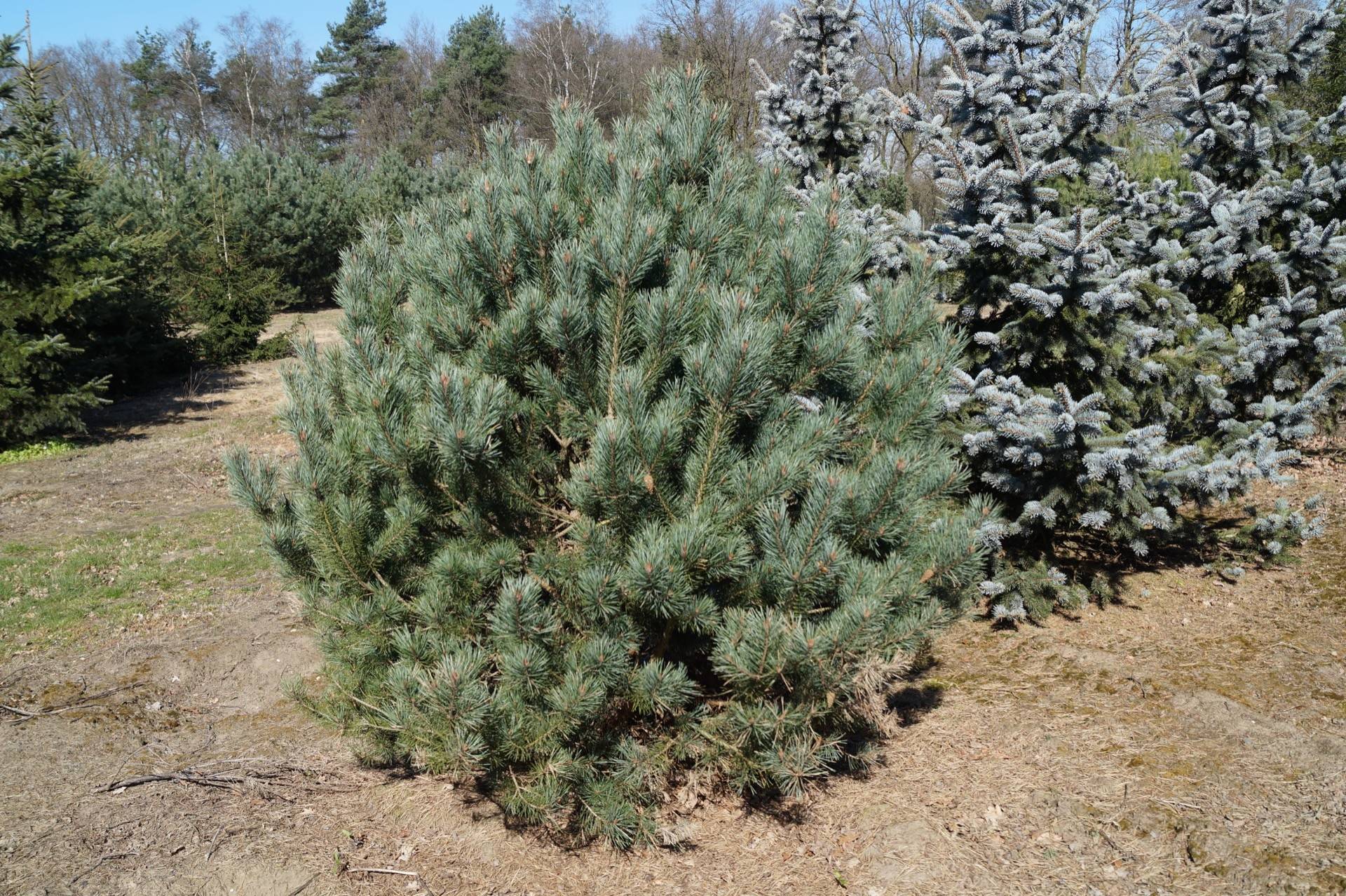 Pinus sylvestris Watererii_05